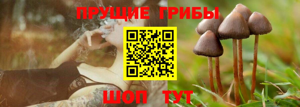 Псилоцибиновые грибы Psilocybine cubensis  Псилоцибиновые грибы прущие грибы  Вход с VPN  Невинномысск 